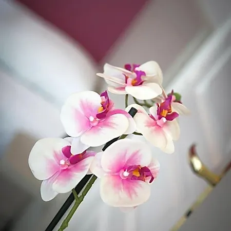 Logis De La Rose 3*