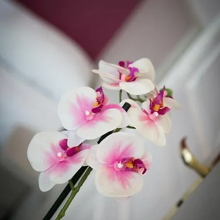 ホテル Logis De La Rose デュエ・ラ・フォンテーヌ